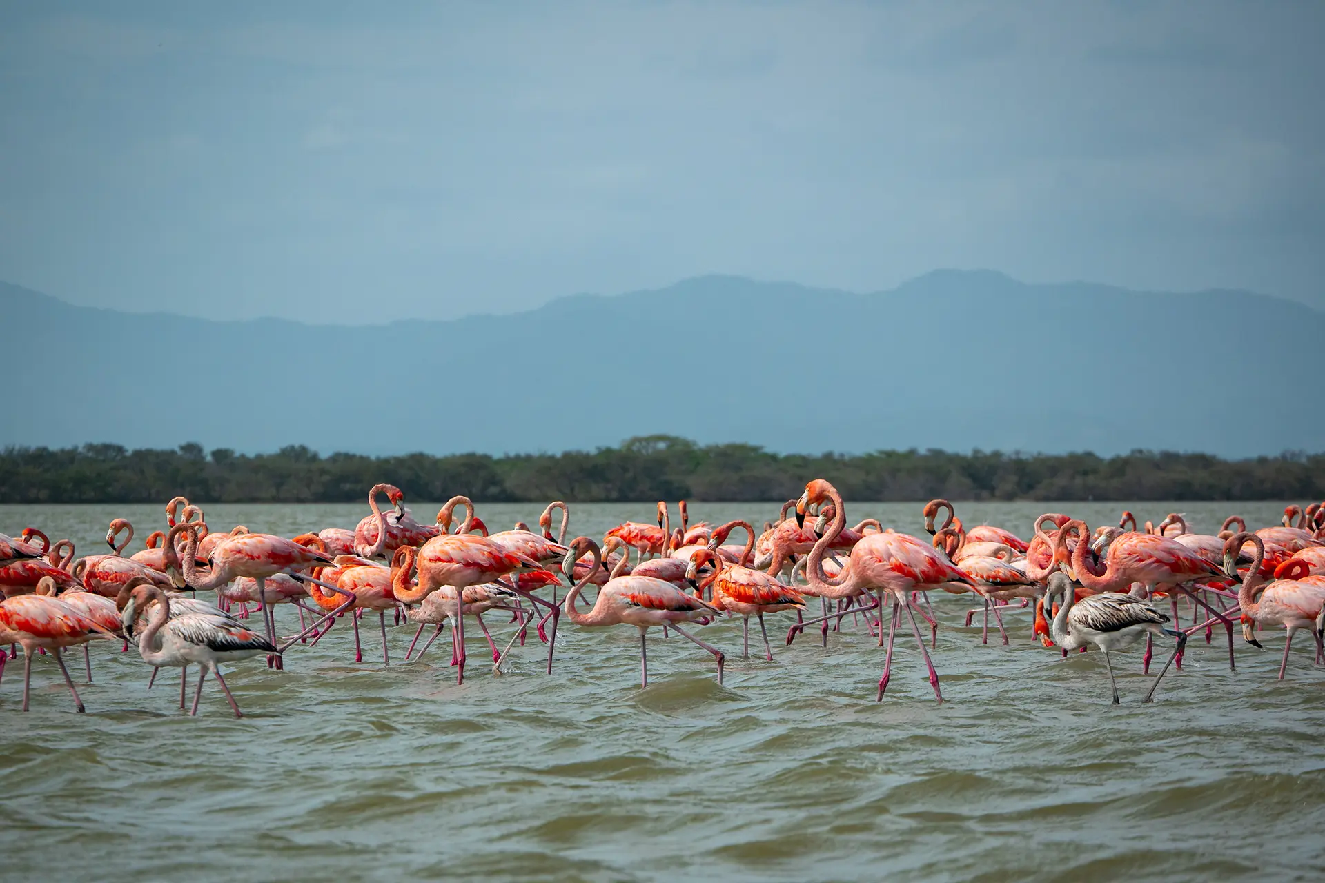 Santuario de los flamencos rosados en la Guajira